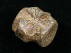 Champsosaurus Vertebrae (Cretaceous Reptile) #10825-1